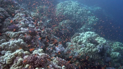 Small red fish in coral of Red sea Sudan Shaab Rumi. Stock-Footage 87290791