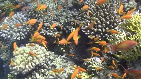 Small red fish 스톡 동영상 78208830