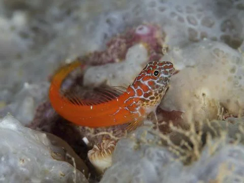 Small red fish with pattern, blackhead blenny (Microlipophrys nigriceps), on a Stock Photos