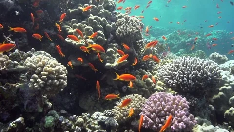 Small red fish in shallow water Red sea Egypt Stock Footage 80315410