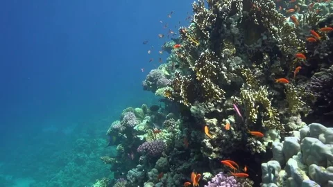 Small red fish in shallow water Red sea Egypt Video stock 80317652