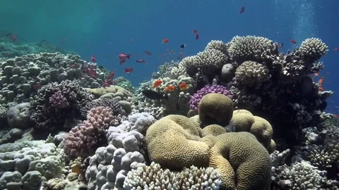 Small red fish in shallow water Red sea Egypt Stock Footage 80317696