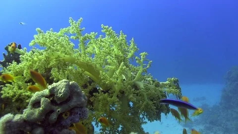 Small red fish in shallow water Red sea Egypt Video stock 80318028
