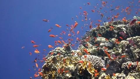 Small red fish in shallow water Red sea Egypt Stock-Footage 80323833
