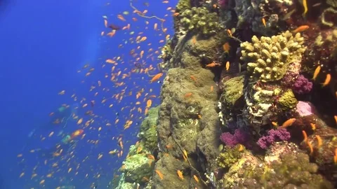 Small red fish in shallow water Red sea Egypt. Stock Footage 80433319