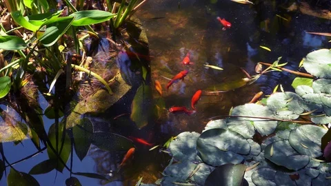 Small red fish swims gracefully in the garden water Stock Footage 115830451