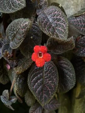 Small Red Flame Violet Flower Amidst Dark Textured Foliage Foto stock