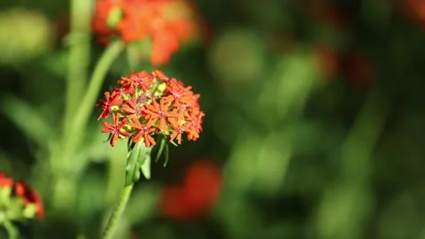Small Red Flower Blowing in the Wind - Slow Motion - Shallow Depth of Field Stock Footage 155729242