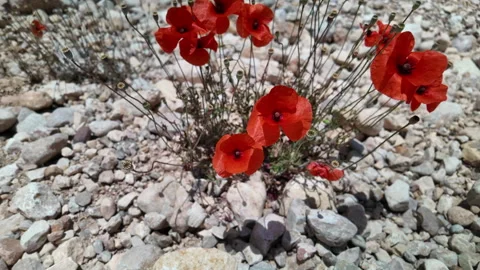 A small red flower is growing in the middle of a rocky field Stock Footage 277410443