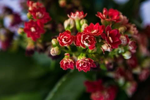 Small red flower Foto stock