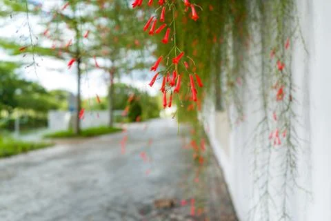 Small red flower Stock Photos