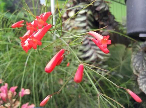 Small Red Flower Foto stock