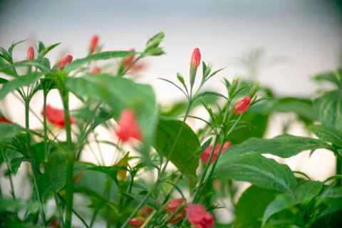 Small red flower in white background 写真素材