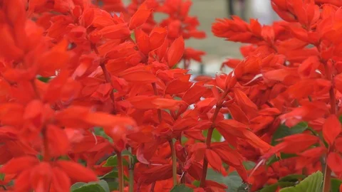 Small red flowers flowing with the wind. Stock Footage 126769582