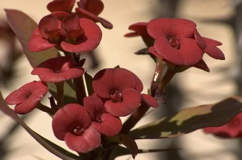Small red flowers growing in groups Stock Photos