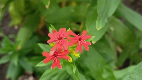 Small red flowers of Lychnis chalcedonica grow in the garden Stock Footage 313103166