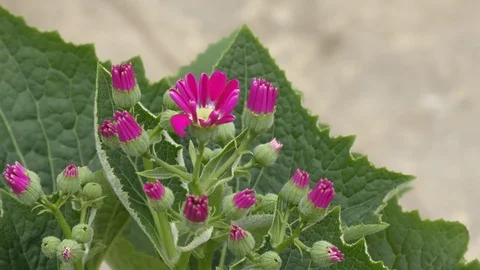 Small red flowers moving with wind Stock Footage 126768466
