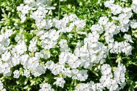 Small red flowers pattern background. White phlox. Stock Photos