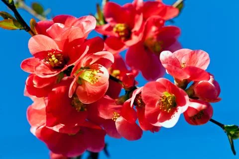 Small red flowers Stock Photos