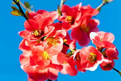 Small red flowers Stock Photos