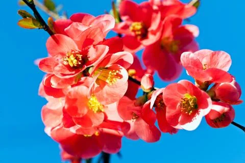 Small red flowers Stock Photos
