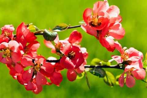 Small red flowers Stock Photos