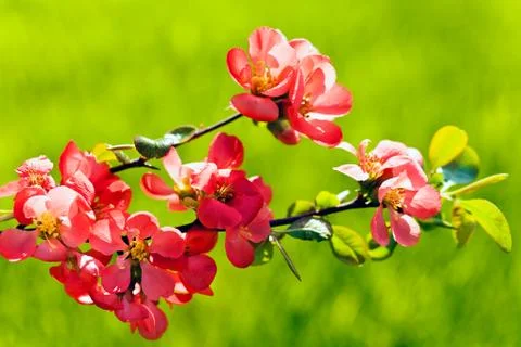 Small red flowers Stock Photos