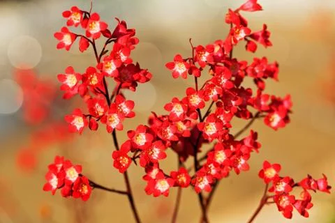 Small  red flowers Free Stock Photos