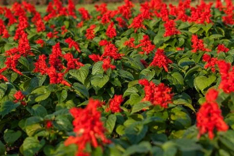 Small  red flowers Free Stock Photos