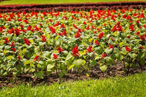 Small  red flowers Foto stock gratuite