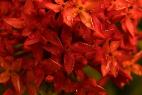 Small Red Flowers Stock Photos