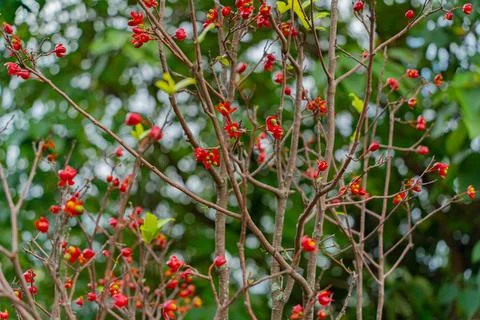 Small red flowers. 스톡 사진
