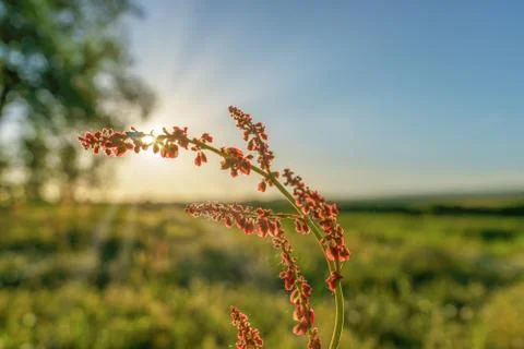 Small red flowers on a stem in the sun back lit on a field Stock Photos