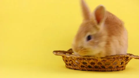 A small red fluffy funny Easter bunny sits in a wicker wooden basket and erase Stock Footage 146824211