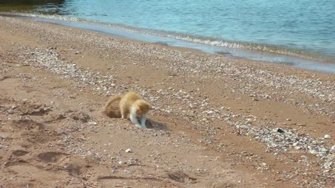 A small red fluffy funny kitten digs a hole to go to the toilet on a sandy Stock Footage 293963104