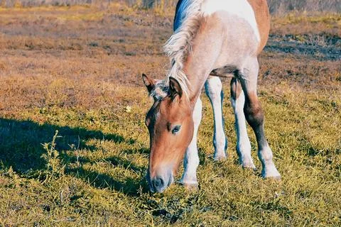 A small red foal of a horse eats grass in a pasture field on a bright sunny d Stock Photos
