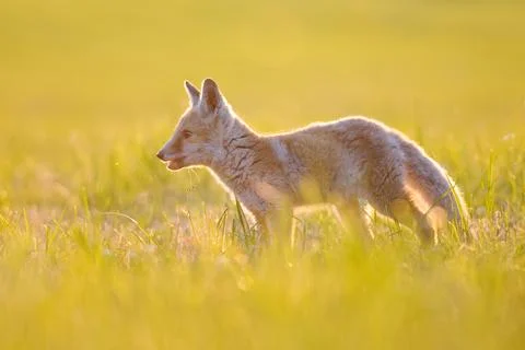 Small red fox cub profile photo. Small wild animal standing from side in the Stockfoto's