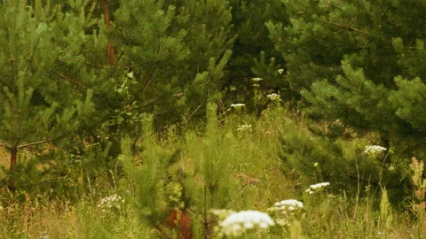 Small red fox goes int the tall grass in the forest and looks in camera, summer Vídeo Stock 159372756