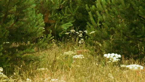 Small red fox goes int the tall grass in the forest, summer day time Stock Footage 164892595