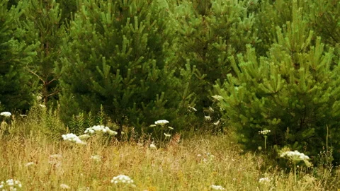 Small red fox seats under the tree in the forest, summer day time Stock Footage 160070614