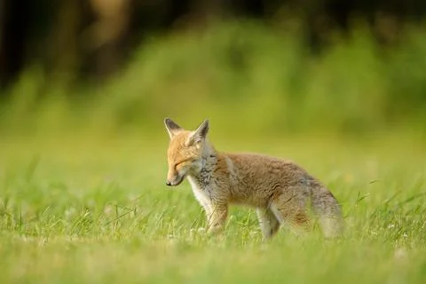 Small red fox standing with closed eyes from side in green meadow.Blur smooth 库存照片