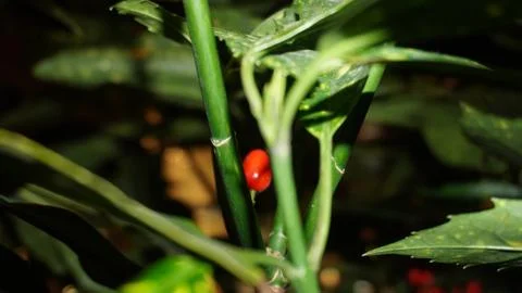 A small red fruit on a bush Stock-Fotos