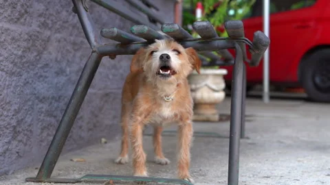 Small red fur dog wagging tail and trying to bark, street puppy outdoor Stock Footage 221849564