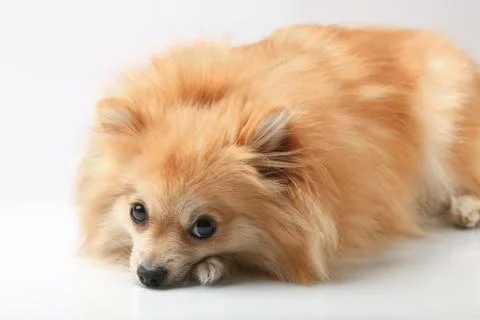 Small red German Spitz Stock Photos