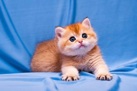 A small red-haired British kitten lies on a blue background Stock Photos