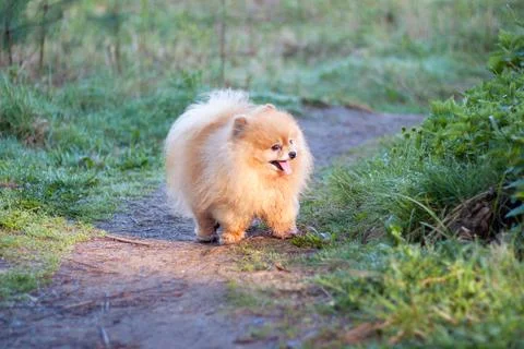 A small red haired funny fluffy dog Pomeranian stands on the path in the sunl Foto stock
