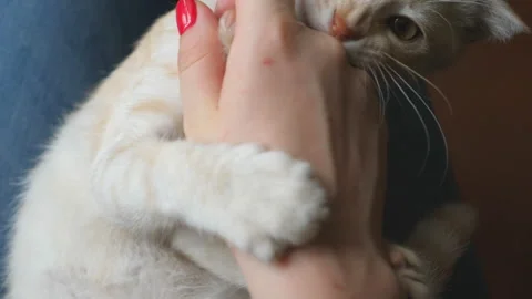 Small red haired kitten lying on the lap of young women and playing with female Stock Footage 329111943