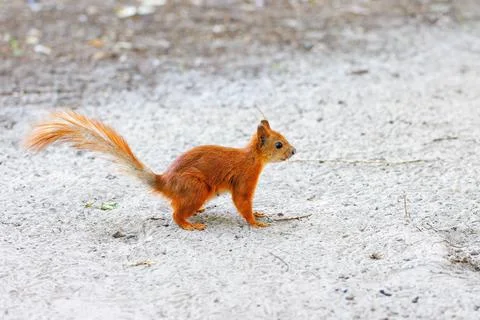 A small red-haired nimble squirrel against the background of a light gray san Stock Photos