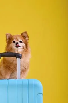 Small red-haired spitz with cute face stuck out his tongue in funny way Foto stock