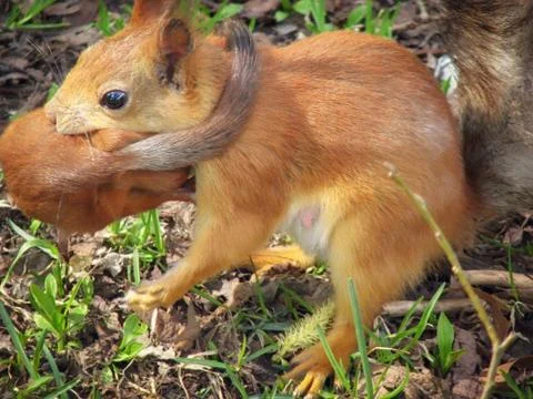 Small a red-haired a squirrel transfers mother. Little squirrel baby is carri Stock Photos